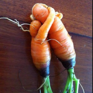 carottes enlacées
