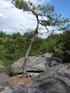 pin