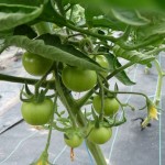 Première saison de tomates