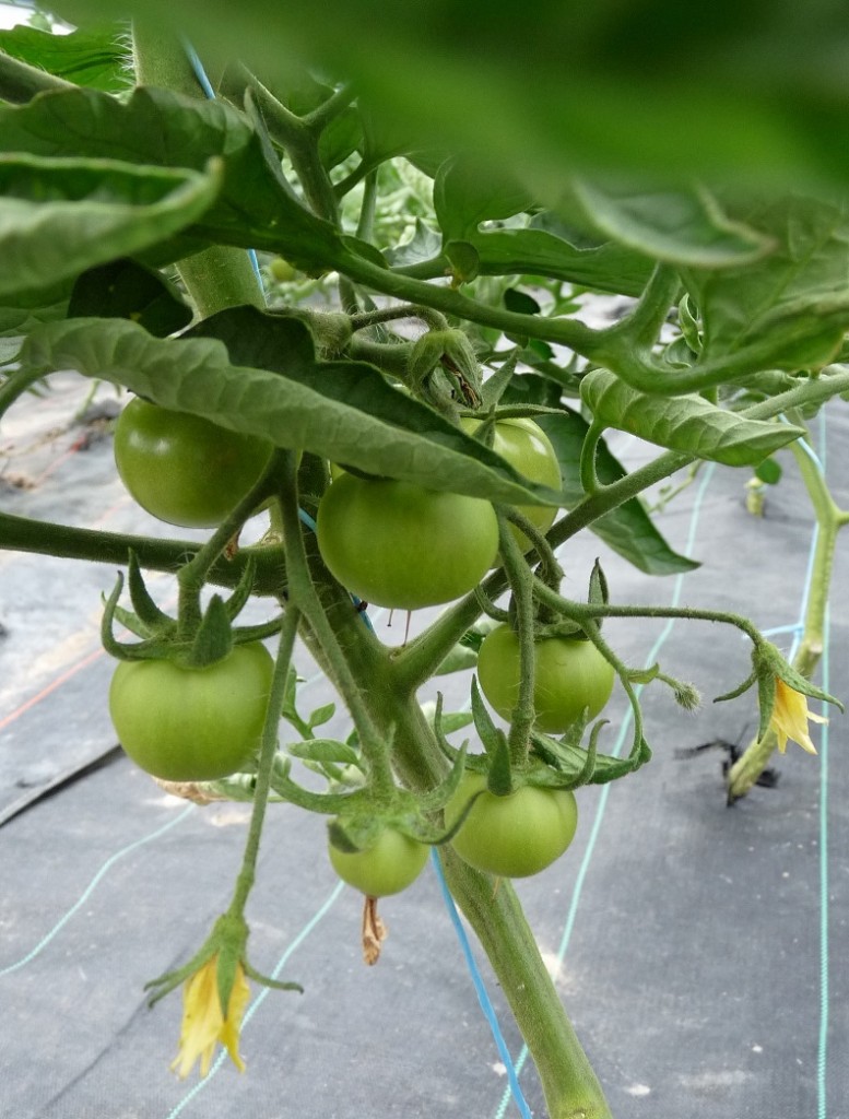 Première saison de tomates