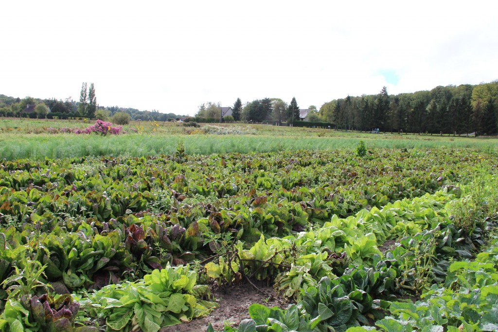 Le maraîchage à Saint Rémy l'Honoré