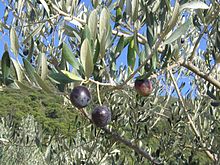 Olives1