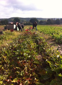 arrachage de betteraves rouges