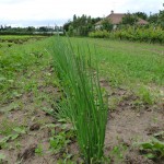 Au pied de la ciboulette