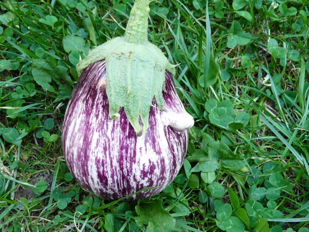 aubergine