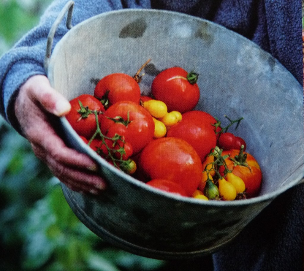 bassine de tomates