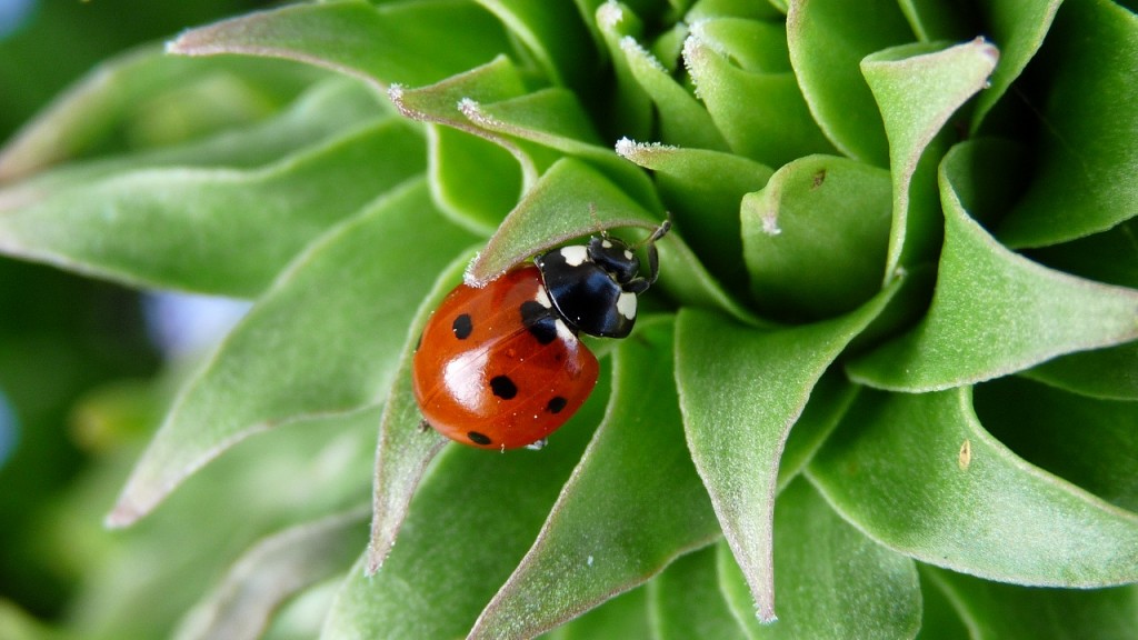 coccinelle