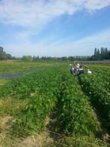 cueillette haricots verts juillet 2015