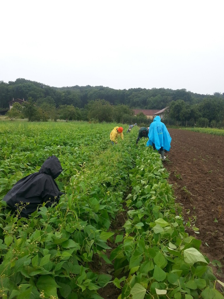 cueilleurs sous la pluie