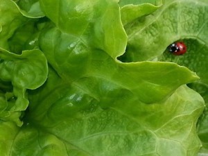 dévoreuse de pucerons