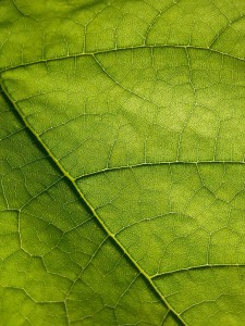 feuille de catalpa