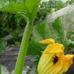 Fleur de courgettes