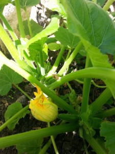 pied de courgettes