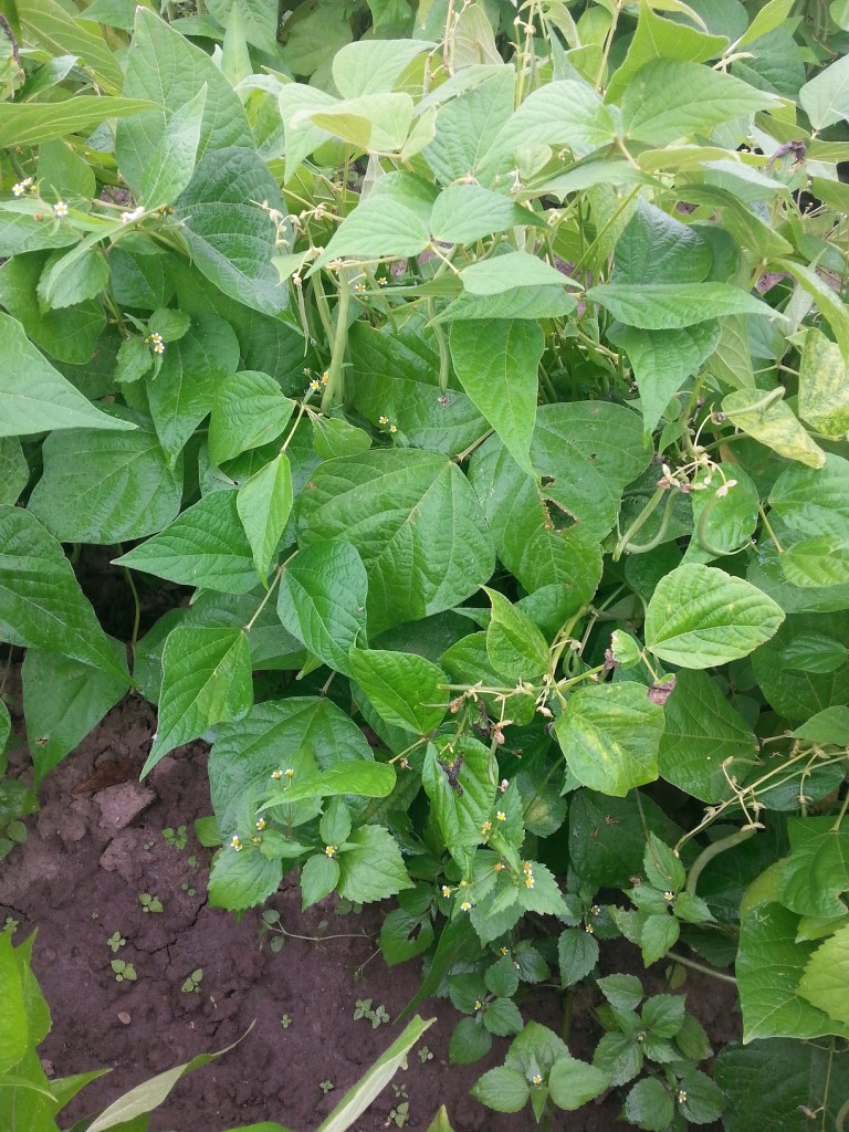 pieds de haricots verts