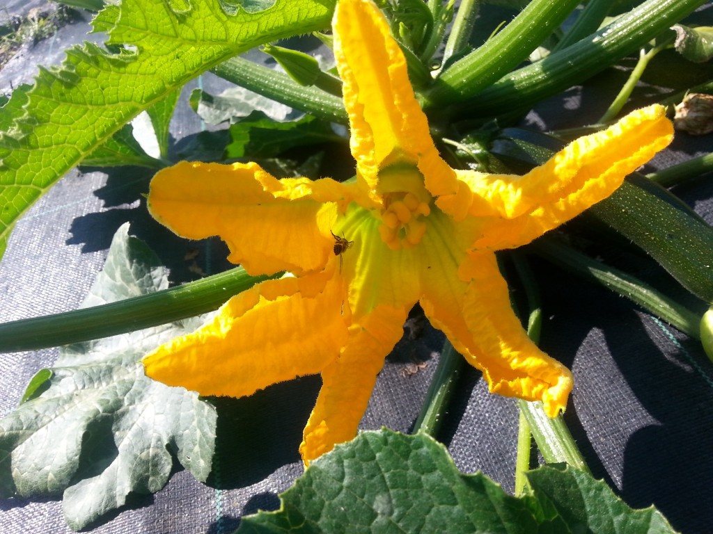 promesse de courgette