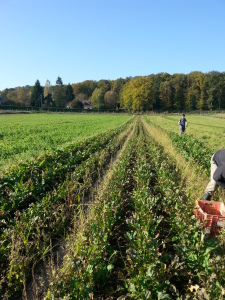 les rangs de radis