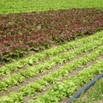 Des salades à perte de vue