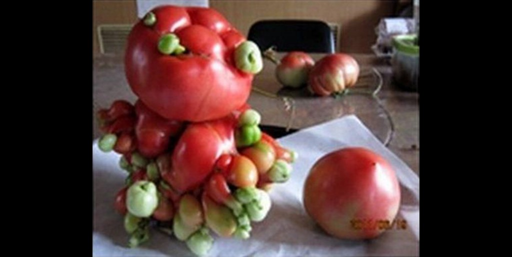 tomates irradiées