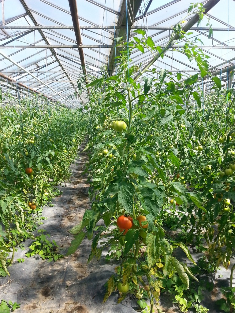 tomates le 2 juillet