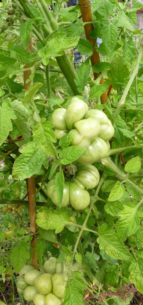 tomates à venir